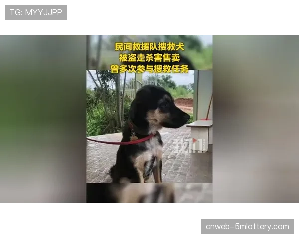 海盗队主场举办“狗狗开放日”，训练有素的搜救犬表演接飞球